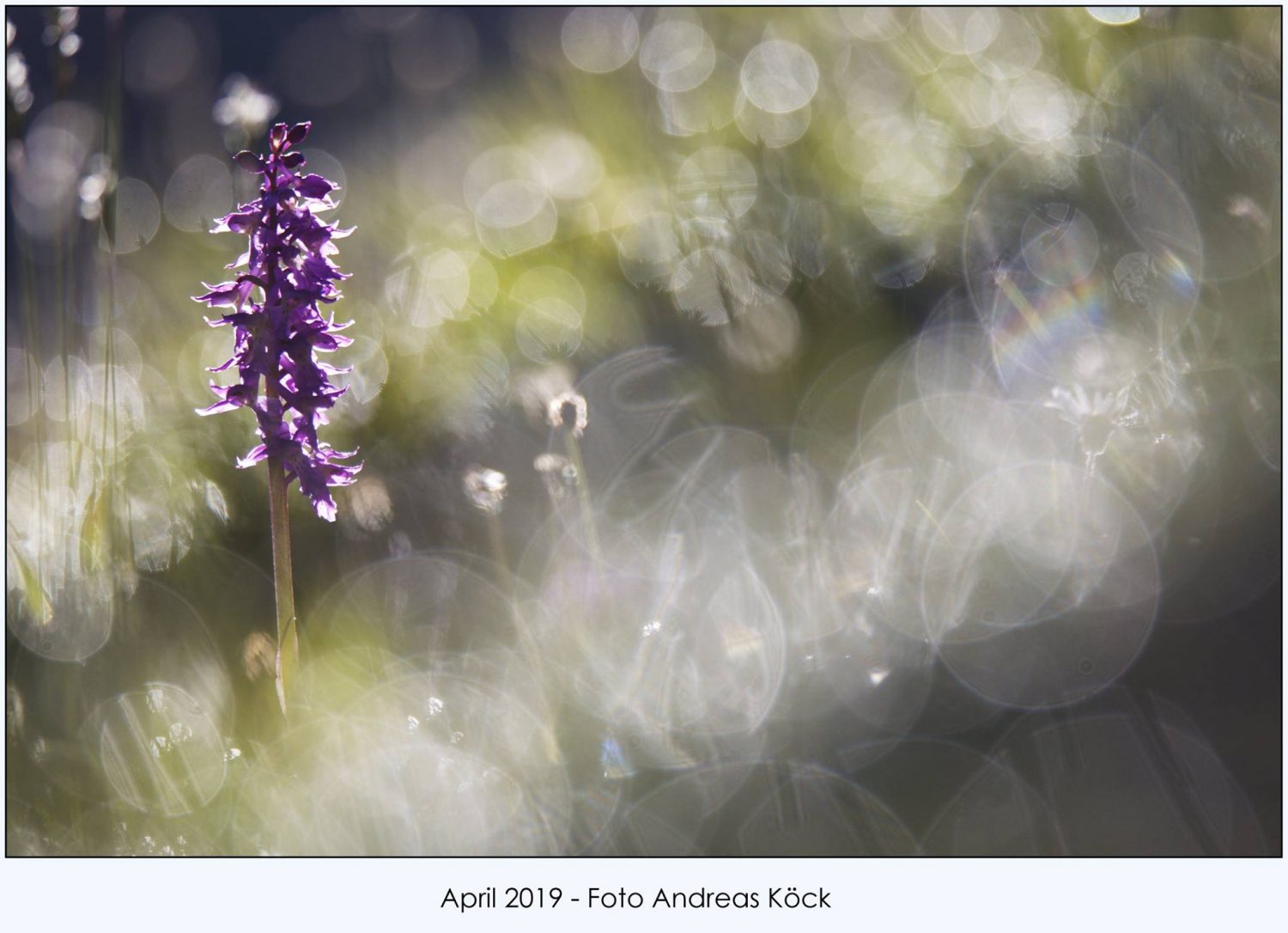 April Bild des Rapp-Druck Fotokalenders